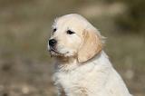 GOLDEN RETRIEVER 533